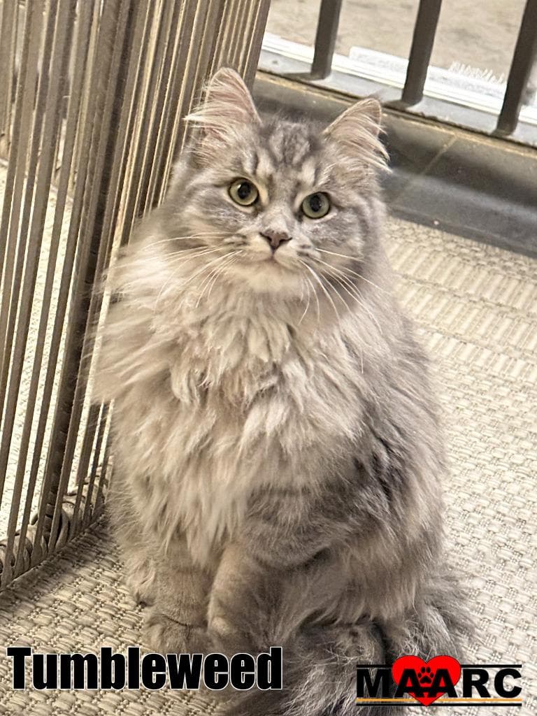 Tumbleweed - Domestic Long Hair