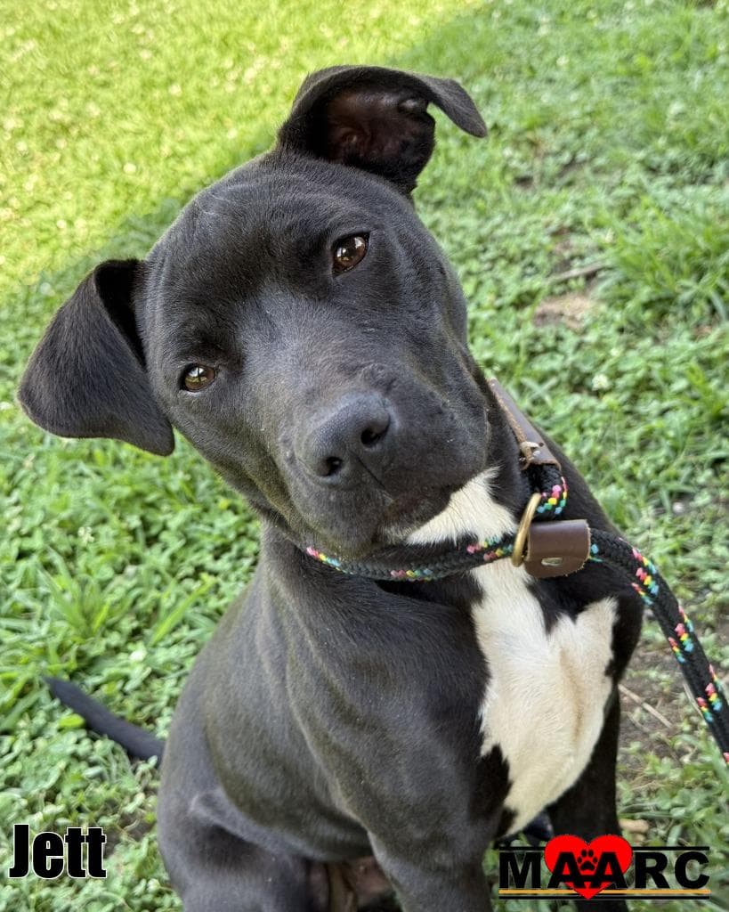 Jett - Pit Bull Terrier