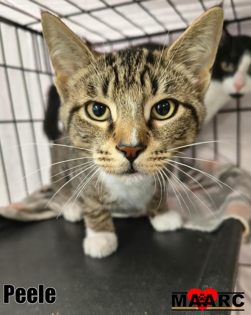 Peele - Domestic Short Hair