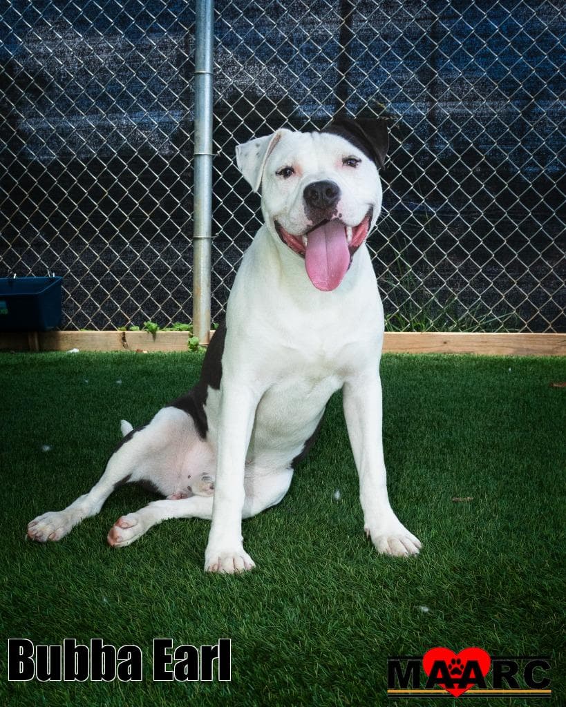 Bubba Earl - Staffordshire Bull Terrier