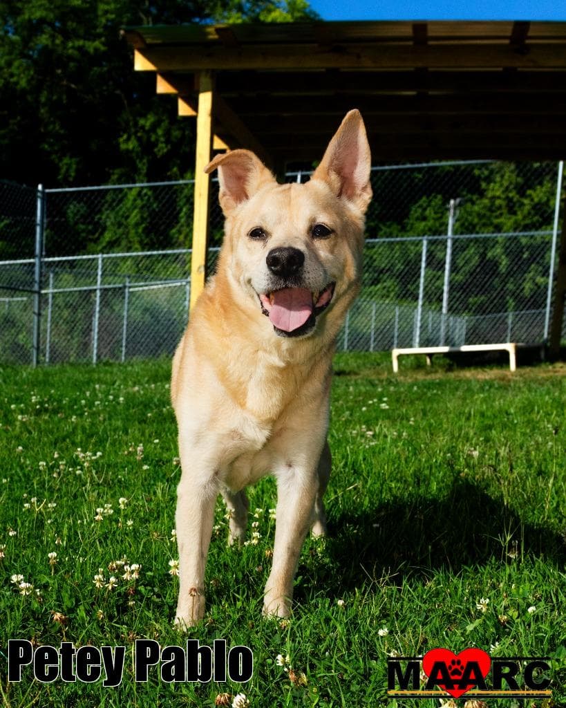 Petey Pablo - Carolina Dog