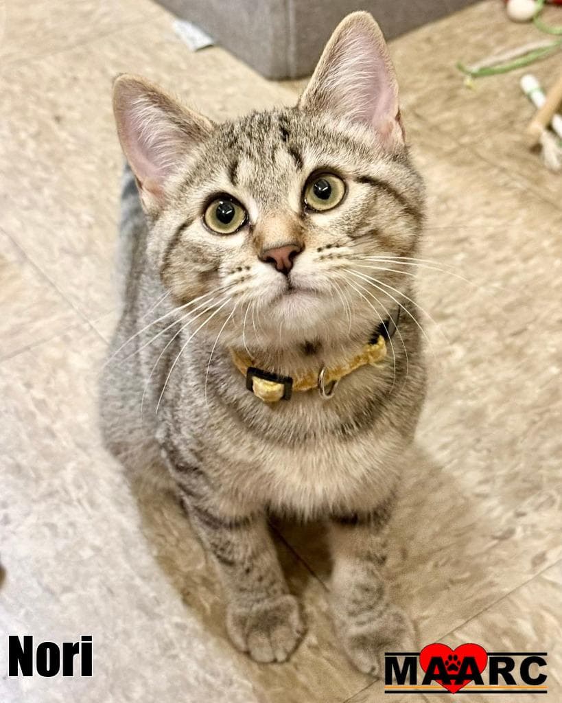 Nori - Domestic Short Hair