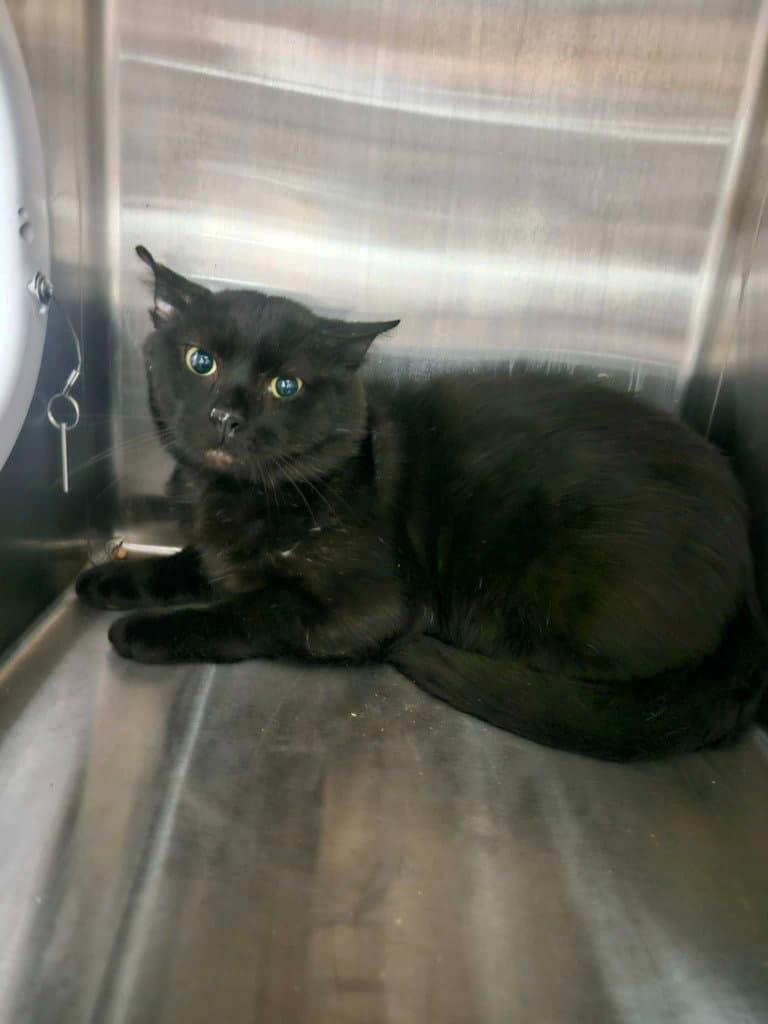 Ninja - Domestic Short Hair