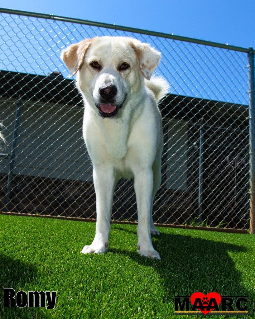 Romy - Golden Retriever