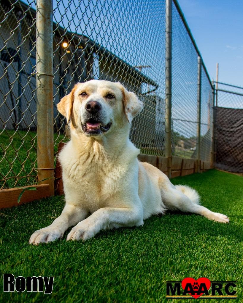 Romy - Labrador Retriever