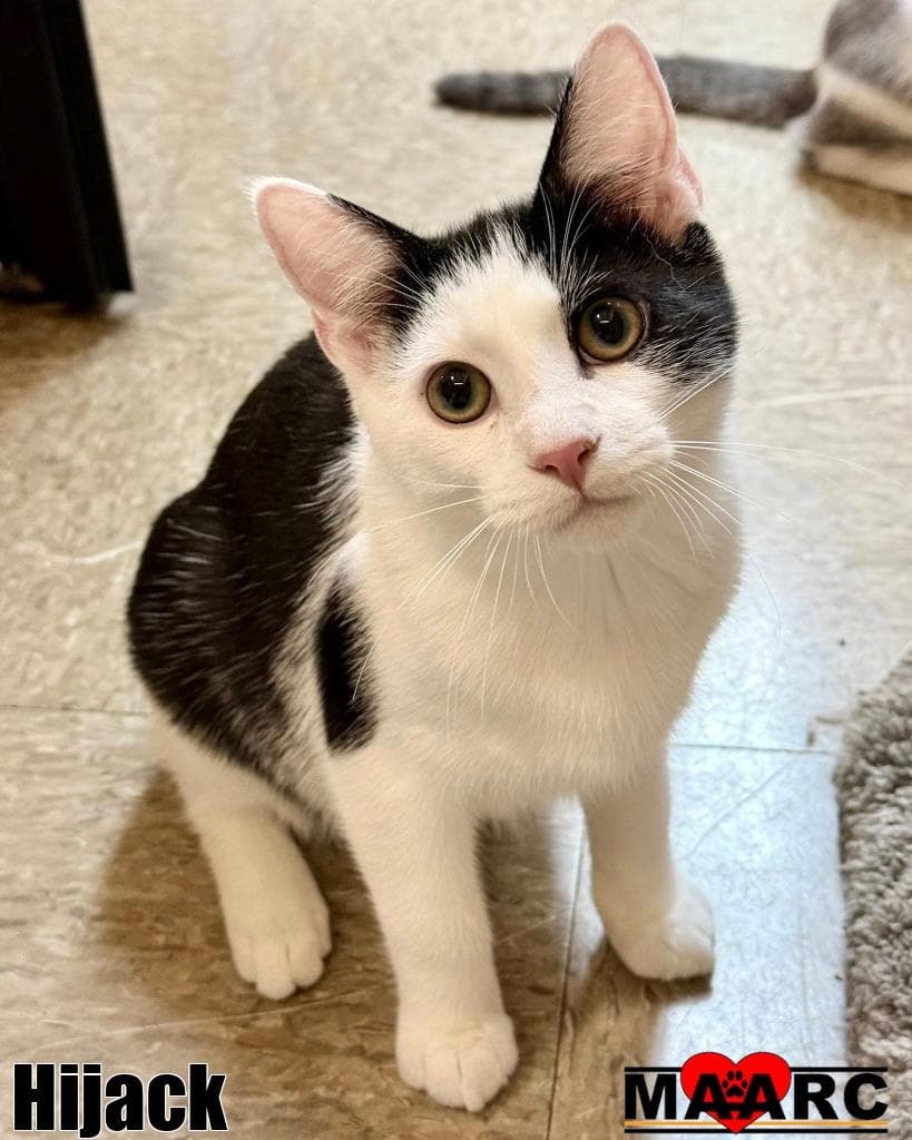 Hijack - Domestic Short Hair