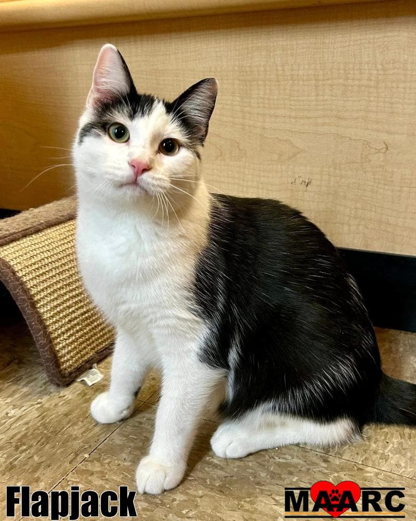 Flapjack - Domestic Short Hair