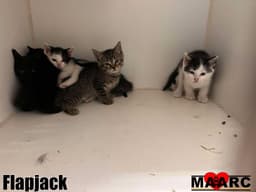 Flapjack image 2