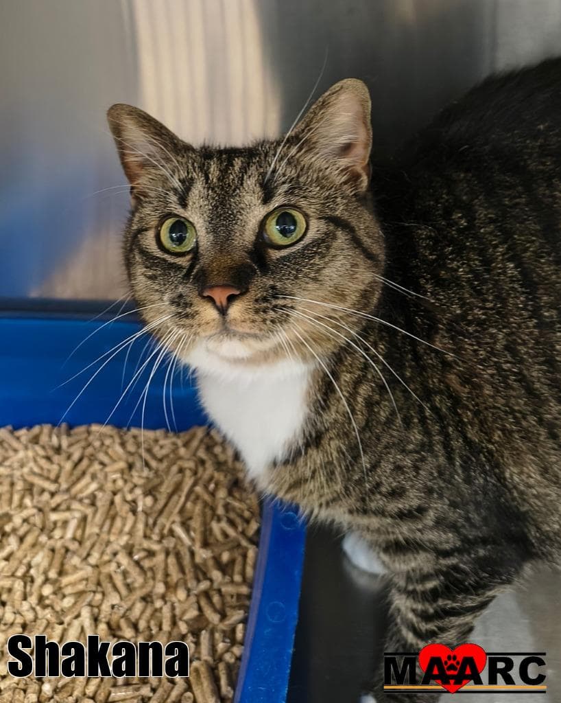 Shakana - Domestic Short Hair