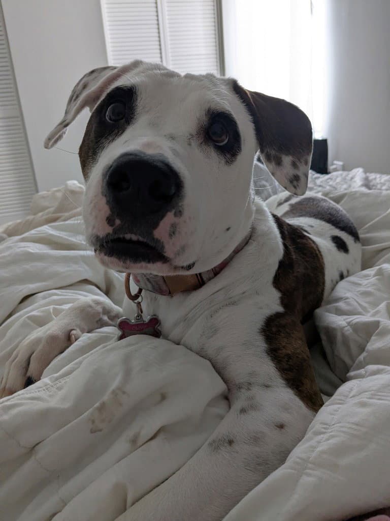 Olive Oyl - Terrier