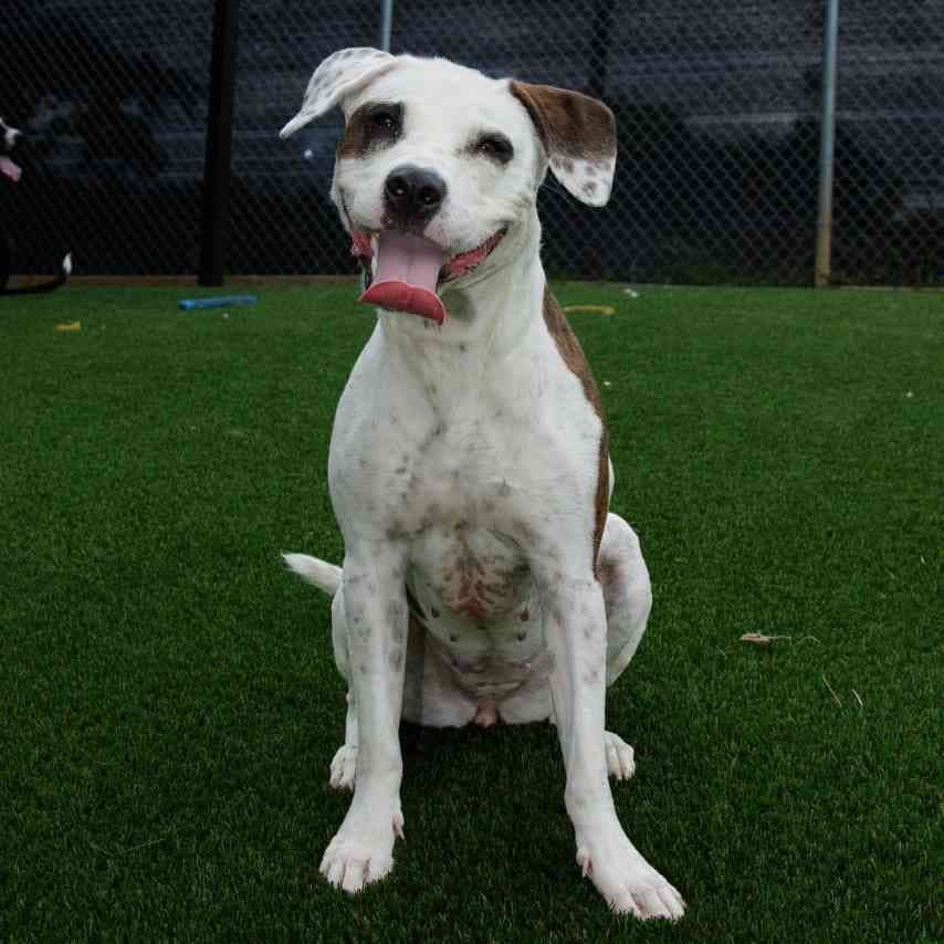 Olive Oyl - Terrier