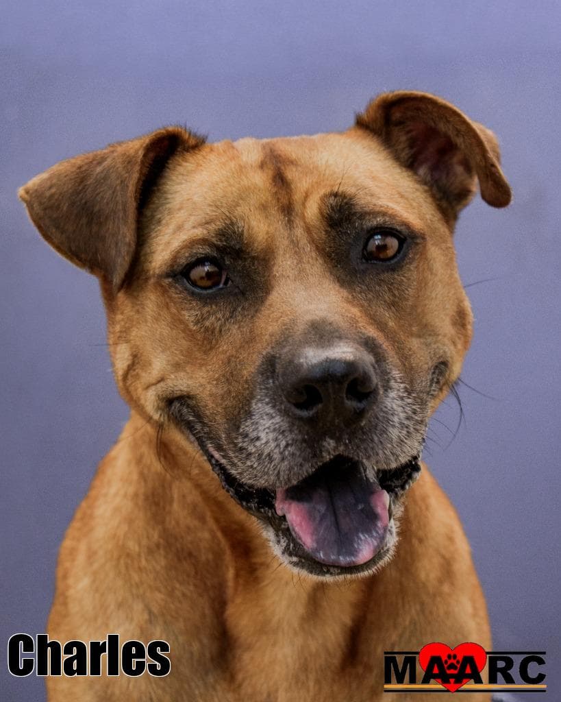 Charles - Mountain Cur