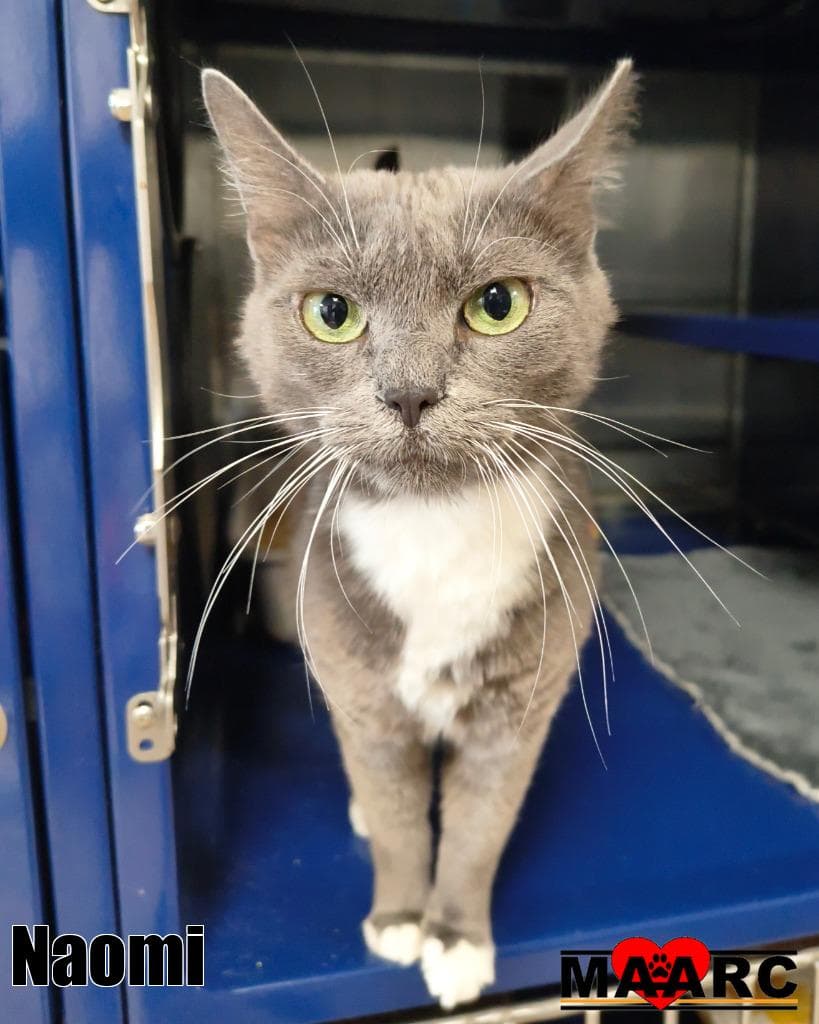 Naomi - Domestic Short Hair