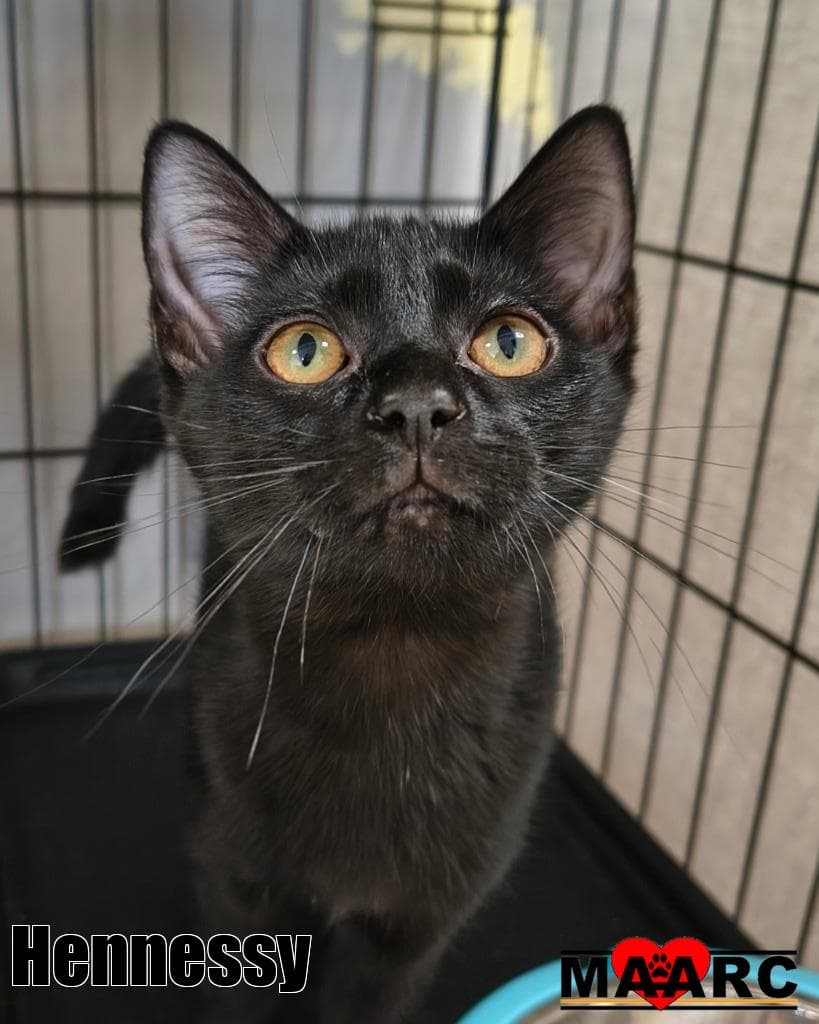 Hennessy - Domestic Short Hair
