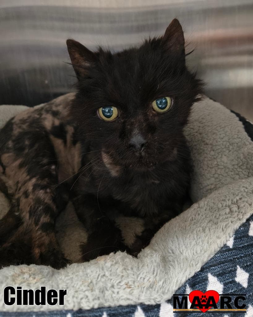 Cinder - Domestic Long Hair