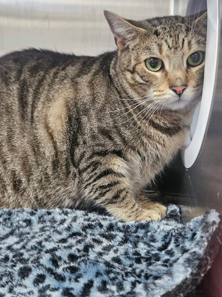 Douglas - Domestic Short Hair