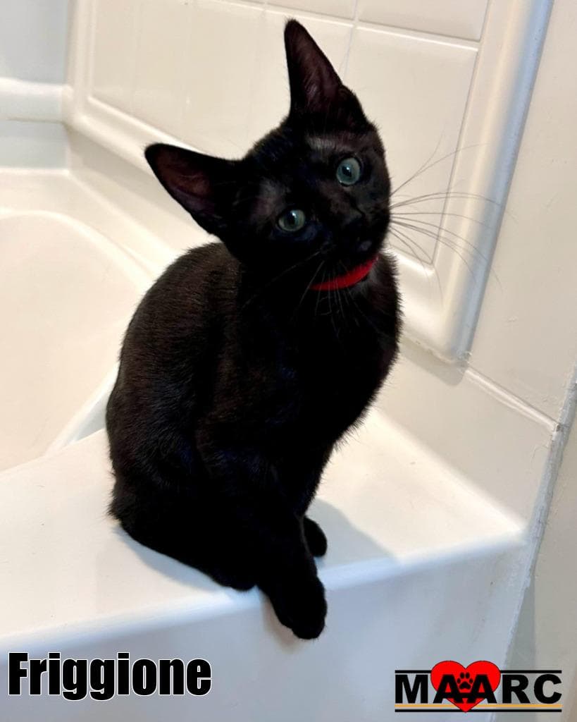 Friggione - Domestic Short Hair