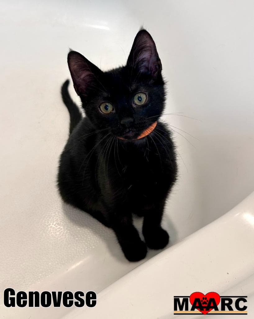 Genovese - Domestic Short Hair