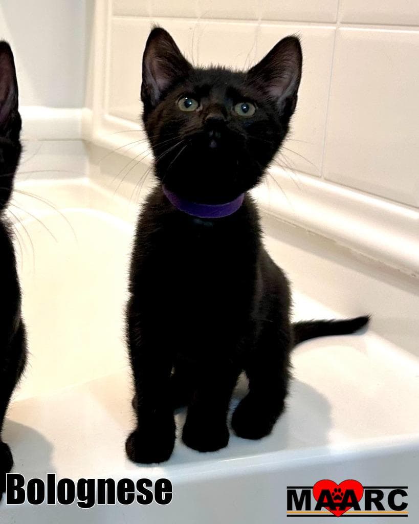 Bolognese - Domestic Short Hair