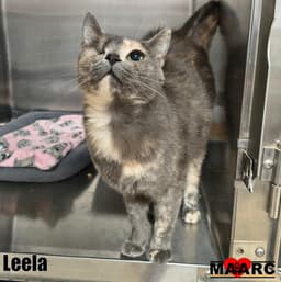 Leela image 1