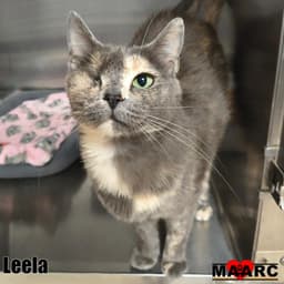 Leela image 2