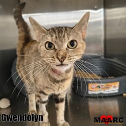 Gwendolyn image 1
