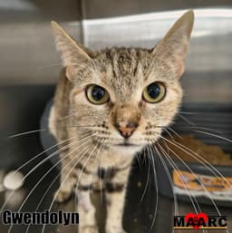 Gwendolyn image 2