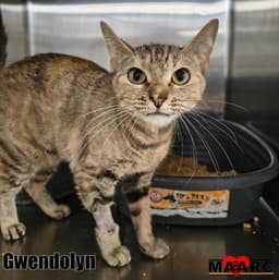 Gwendolyn image 3