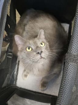 Little Fluff image 1