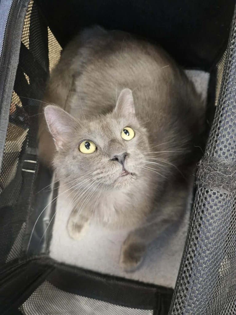 Little Fluff - Domestic Long Hair