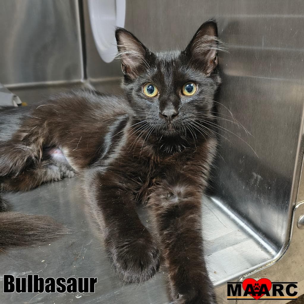 Bulbasaur - Domestic Medium Hair