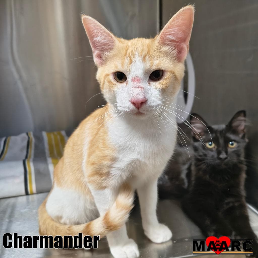 Charmander - Domestic Short Hair