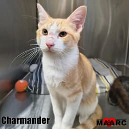 Charmander image 2