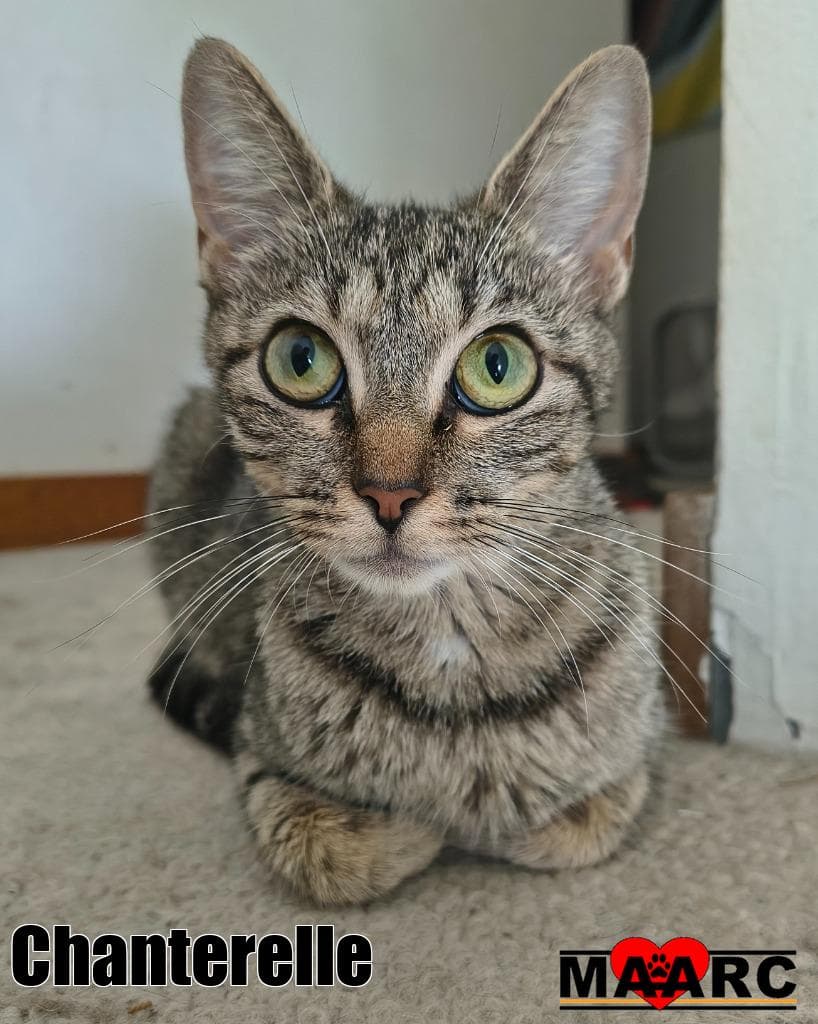 Chanterelle - Domestic Short Hair