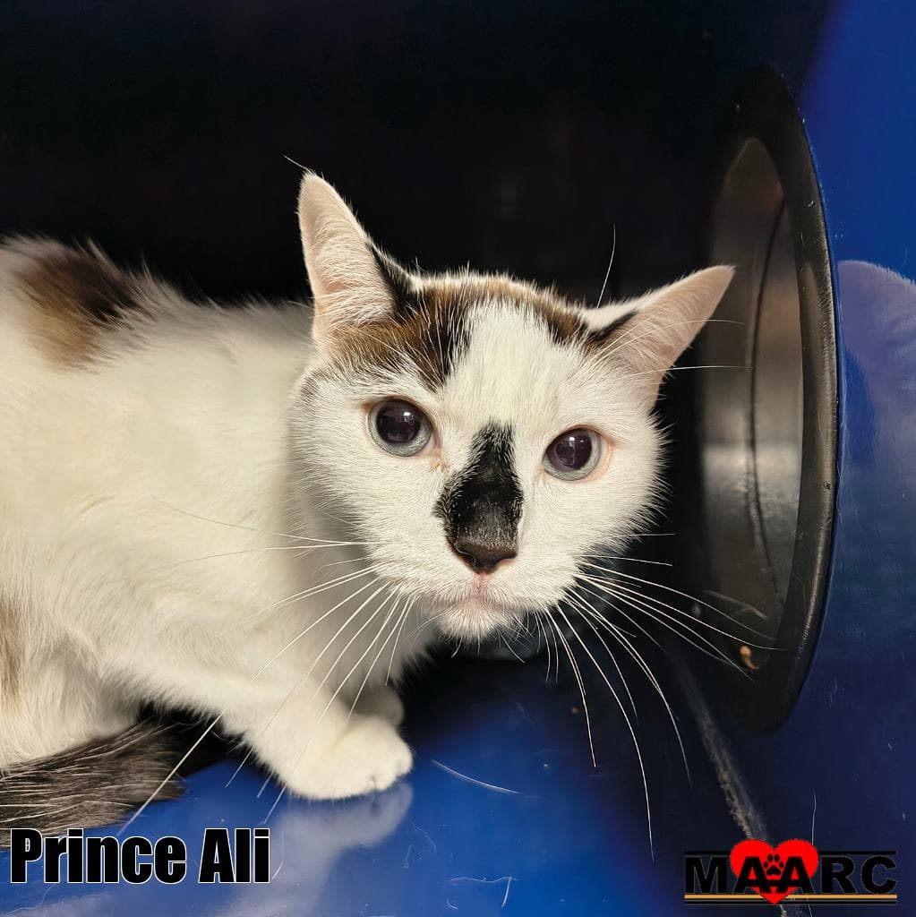Prince Ali - Snowshoe