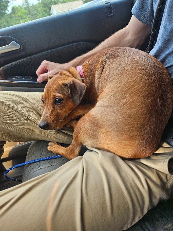Yuki - Hound