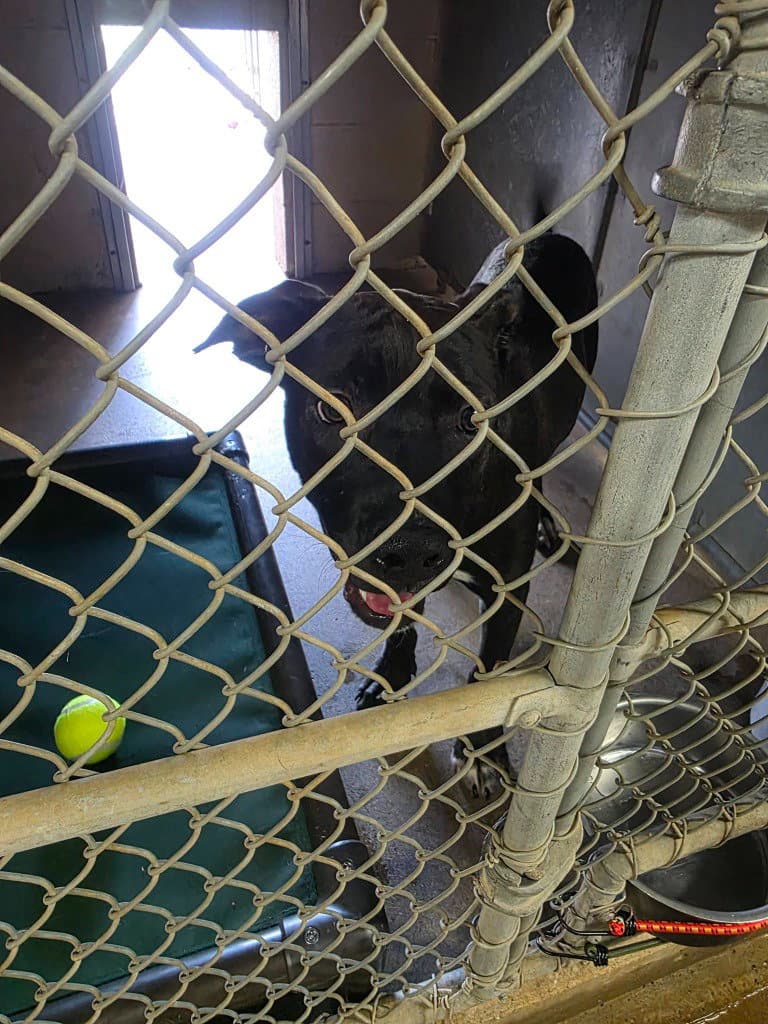 Ferlin - Pit Bull Terrier