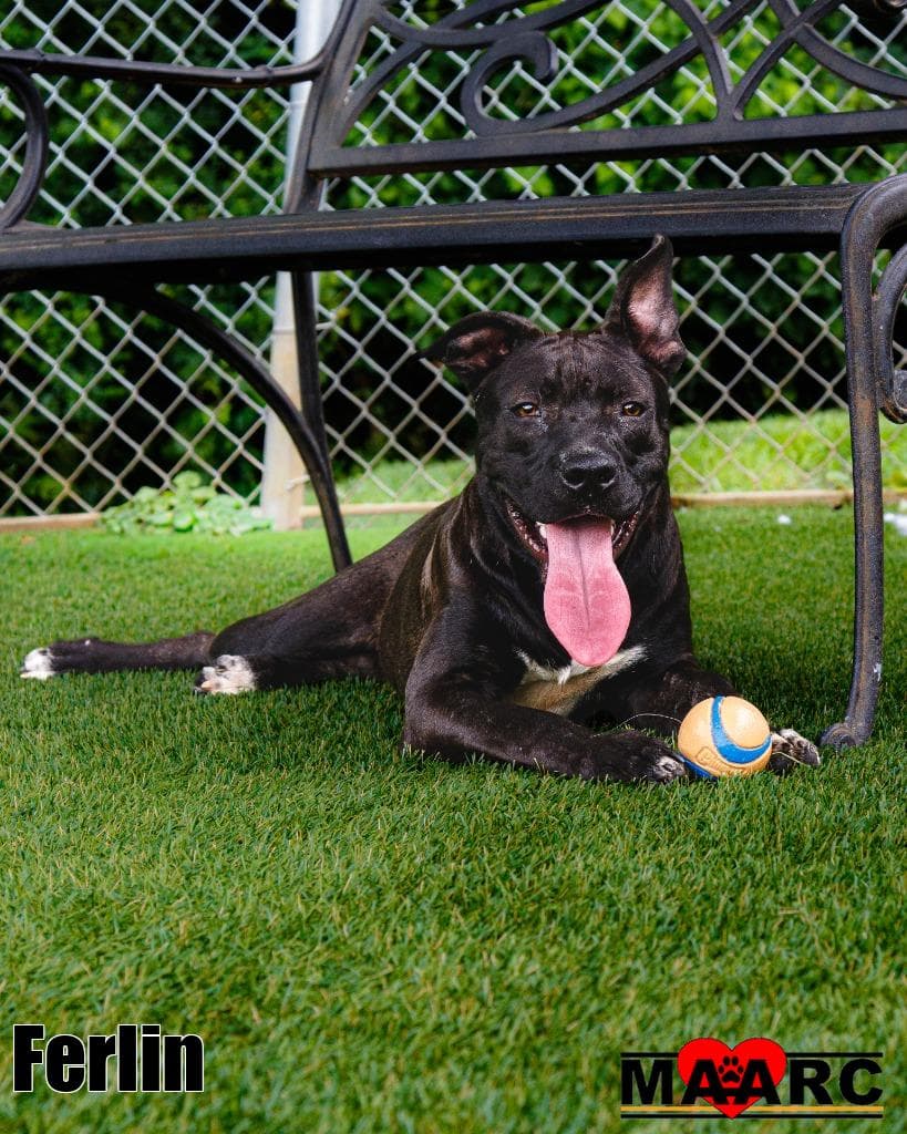 Ferlin - Pit Bull Terrier