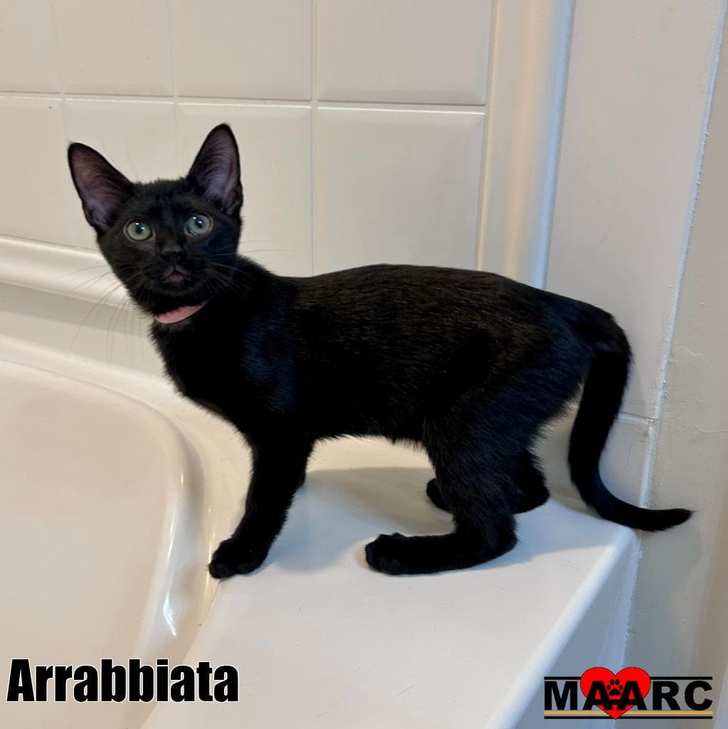 Arrabbiata - Domestic Short Hair