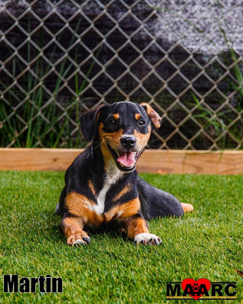 Martin - Dachshund