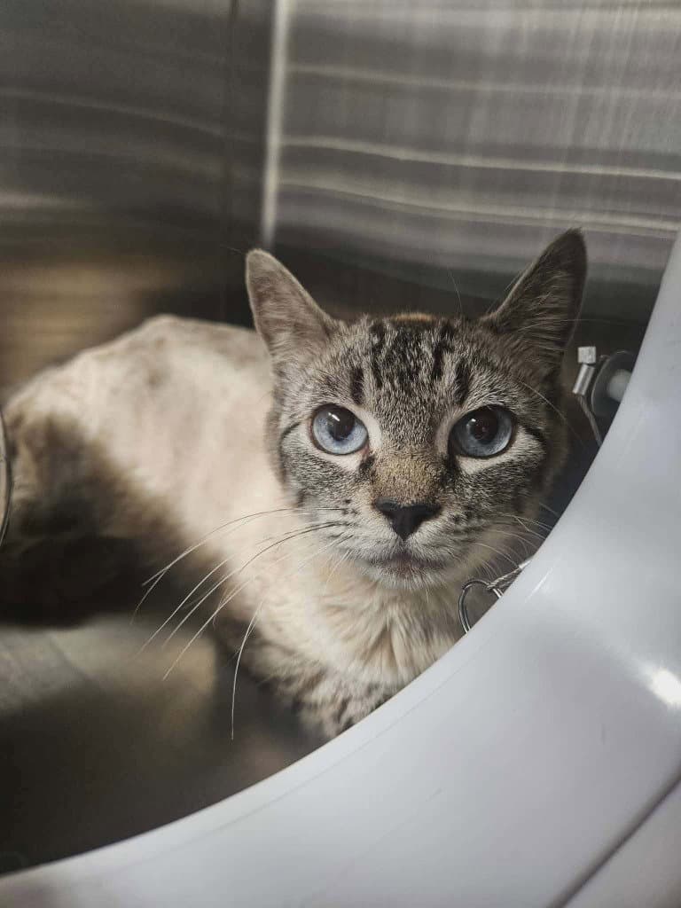 Vivienne - Siamese