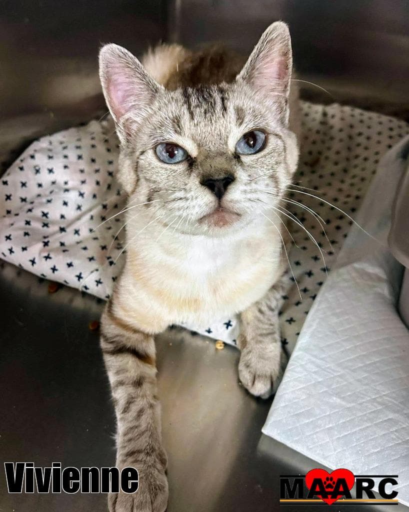 Vivienne - Siamese