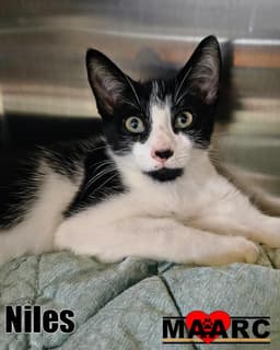 Niles image 2