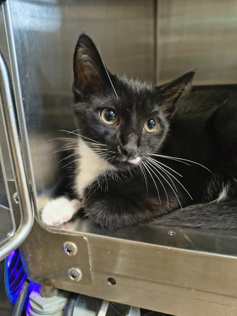 Roz - Domestic Short Hair