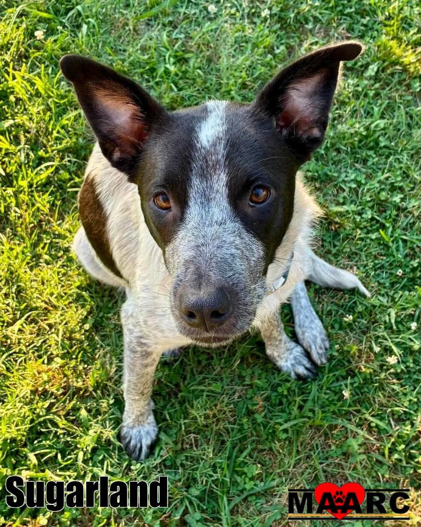 Sugarland - Australian Cattle Dog/Blue Heeler