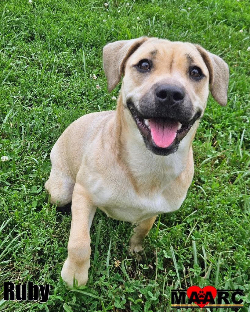 Ruby - Black Mouth Cur