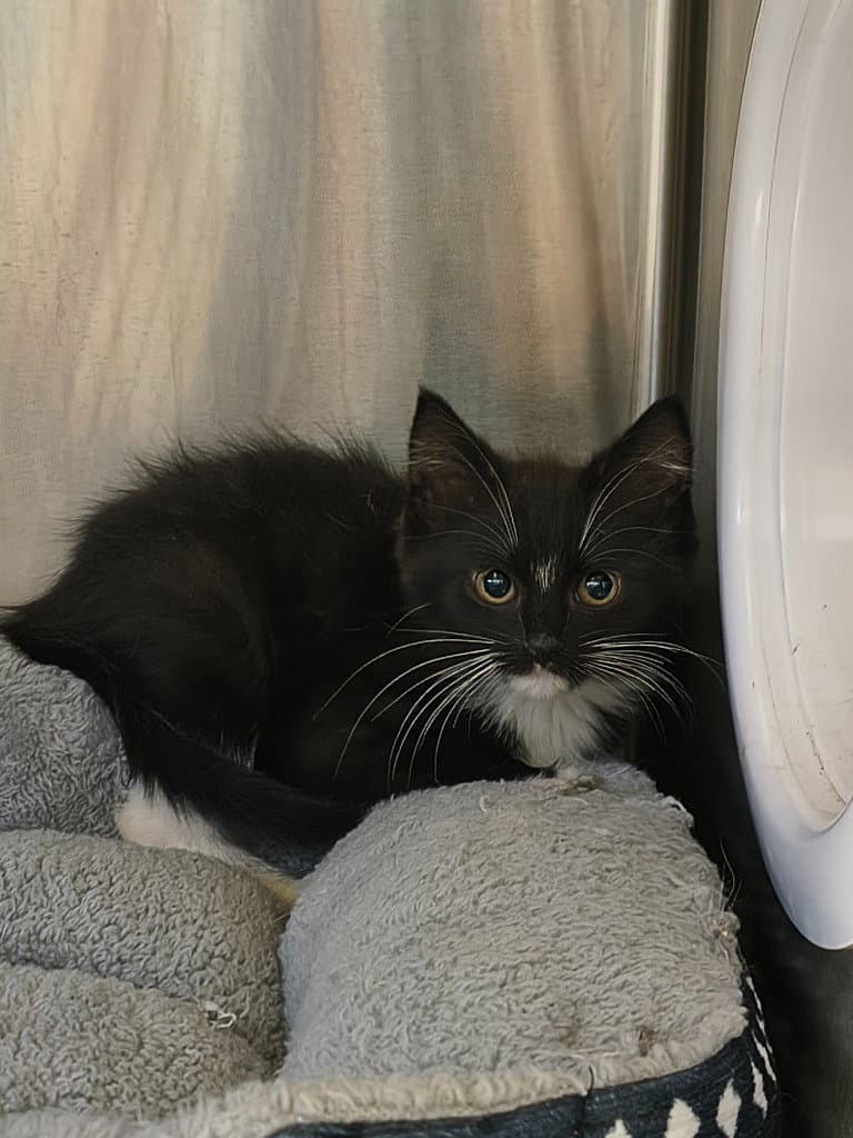 Jarvis - Domestic Short Hair