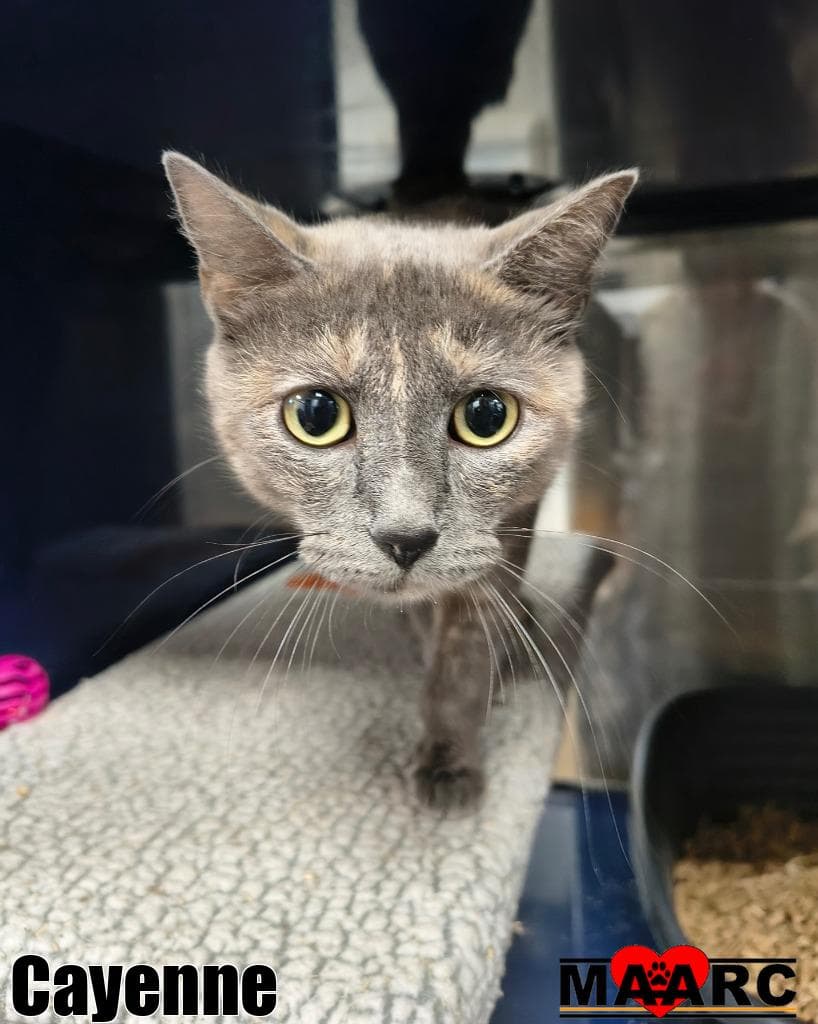 Cayenne - Domestic Short Hair