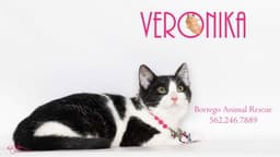 Veronika image 4