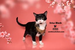 Sirius Black image 1